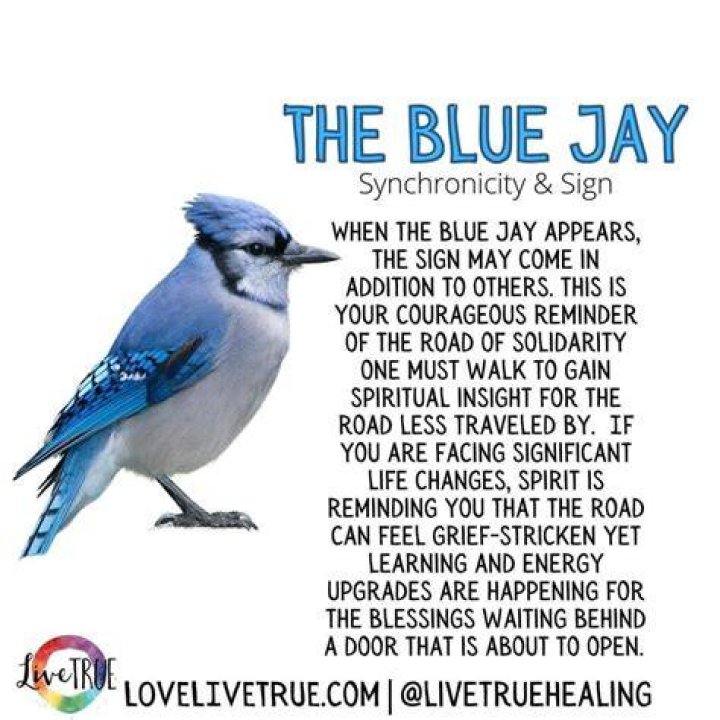 Are Blue Jays mean?