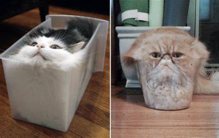 Are cats a liquid or a solid?