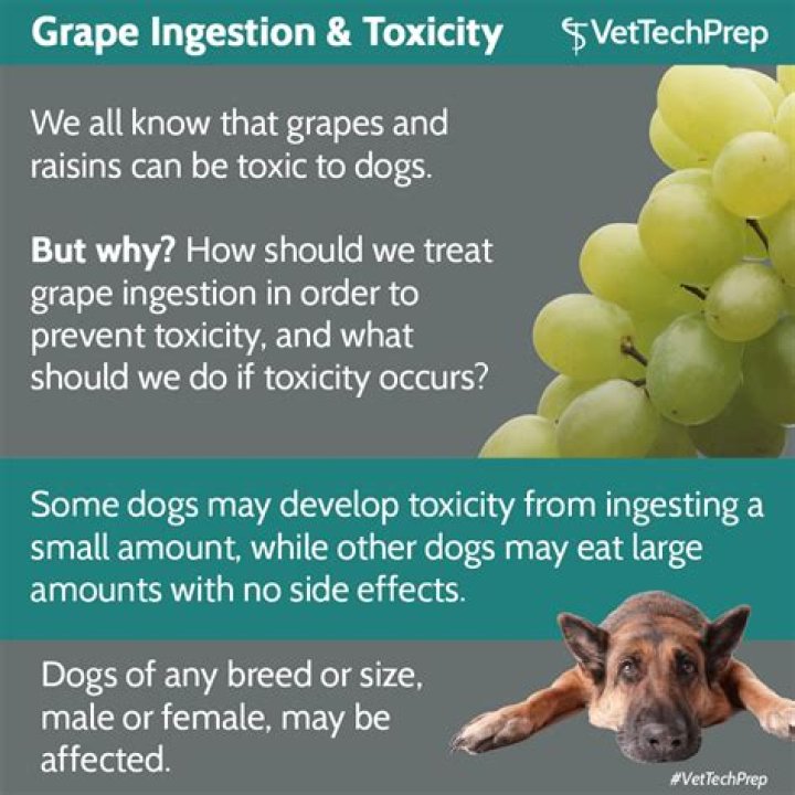 Are grapes good for dogs?