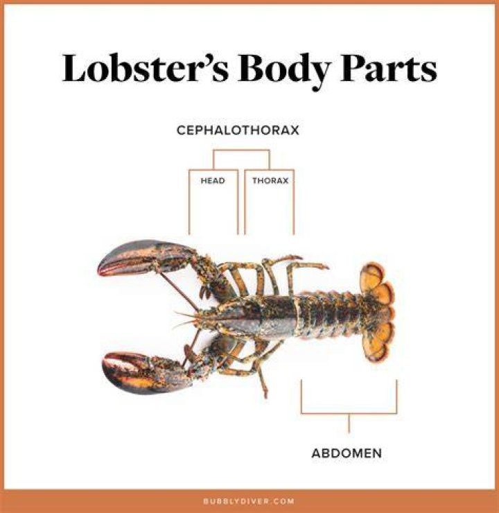 Are lobsters related to cockroaches?