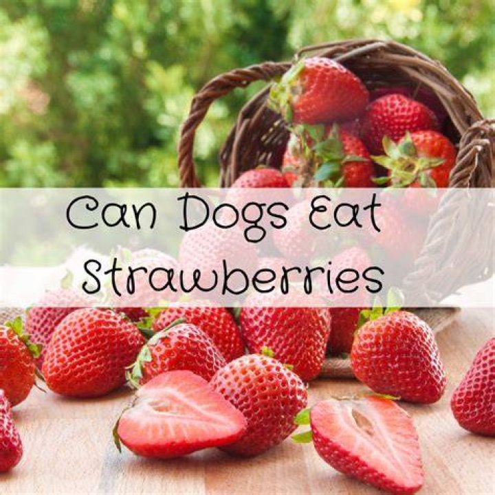 Are strawberries good for a dog?