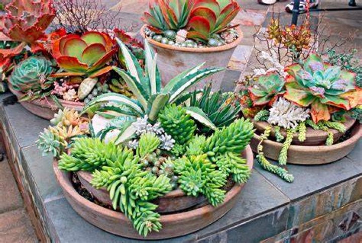 Are there indoor and outdoor succulents?