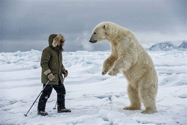 Can a human fight a polar bear?