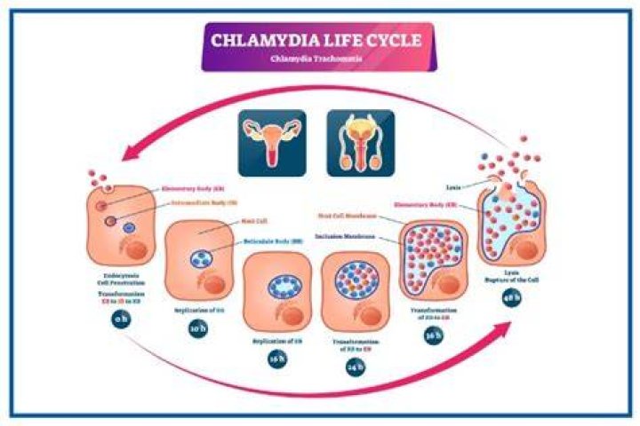 Can a mother pass chlamydia to her child?