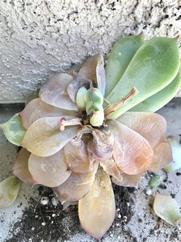 Can a succulent come back from overwatering?
