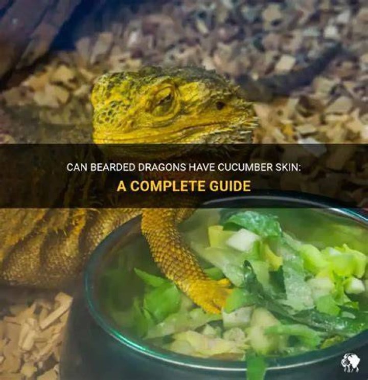 Can bearded dragons have cucumber?