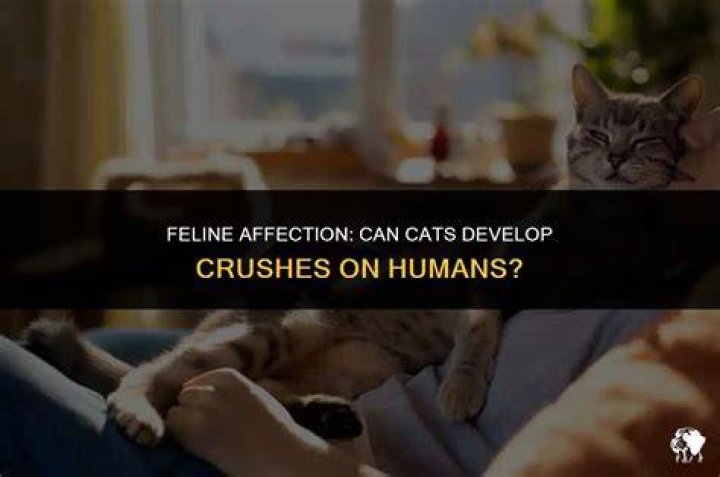 Can cats have a crush on humans?