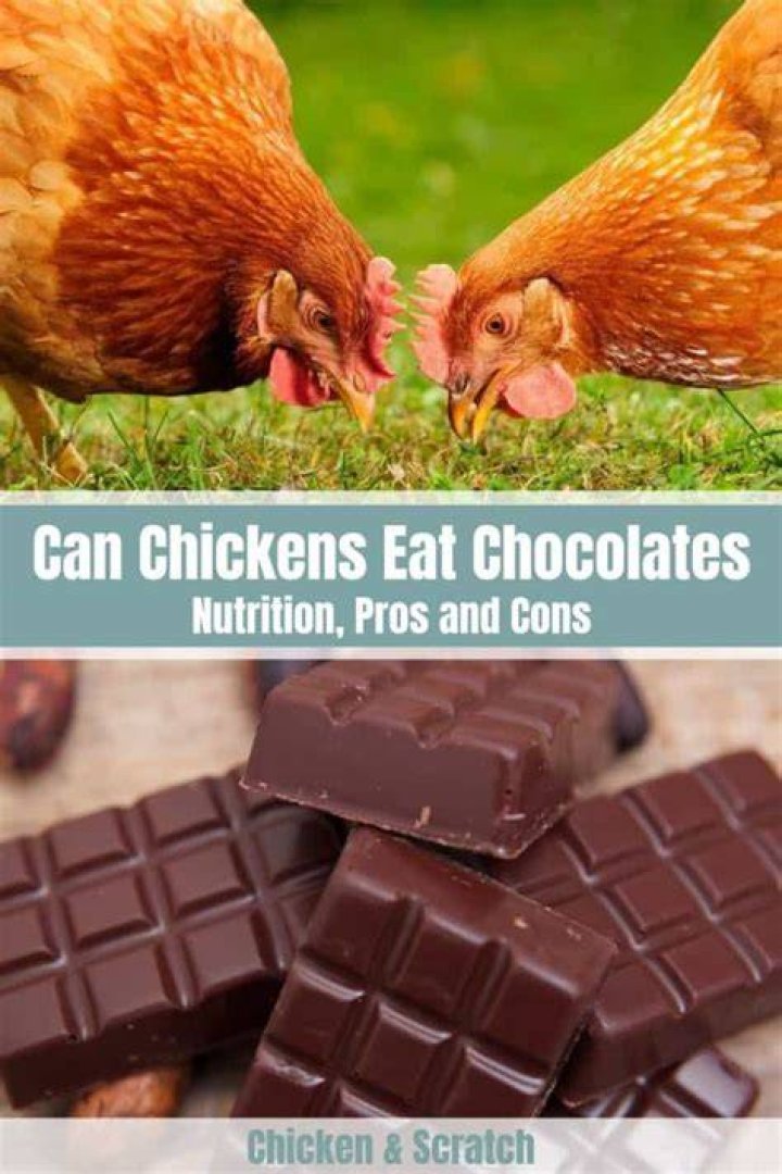 Can chickens eat chocolate?