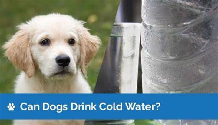 Can dogs drink ice cold water?