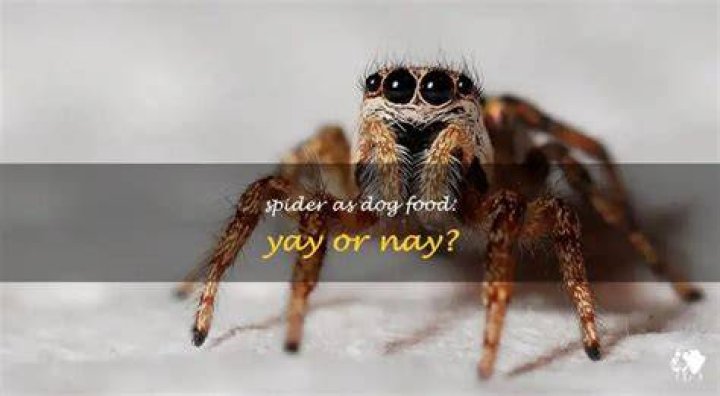 Can dogs eat spiders?