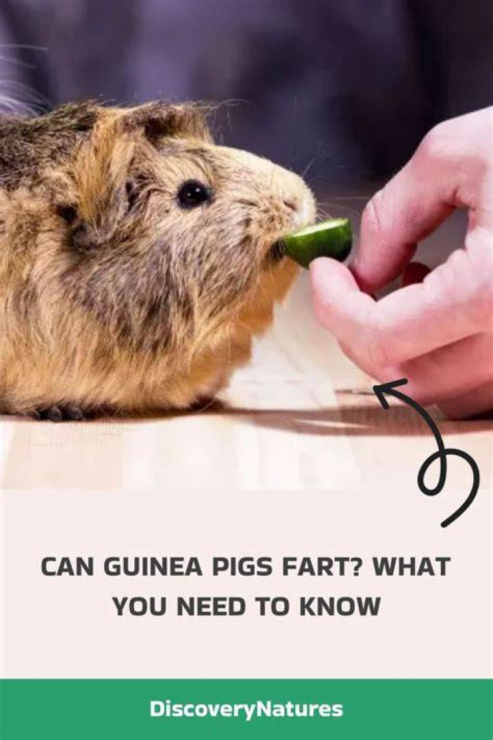 Can guinea pigs fart or burp?