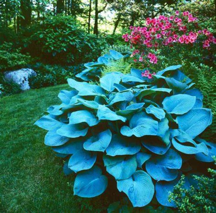 Can hostas take afternoon sun?