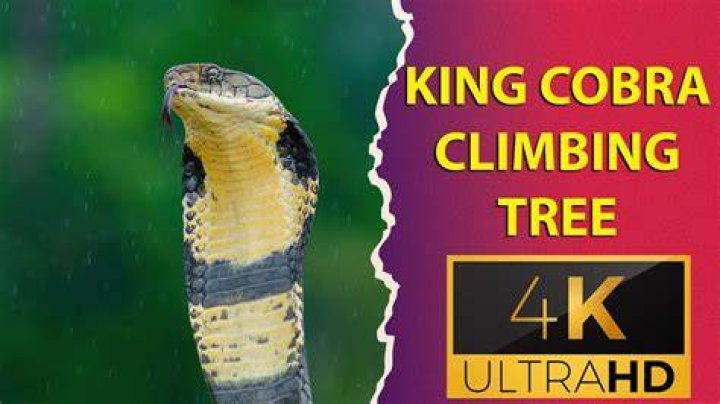 Can king cobras climb trees?