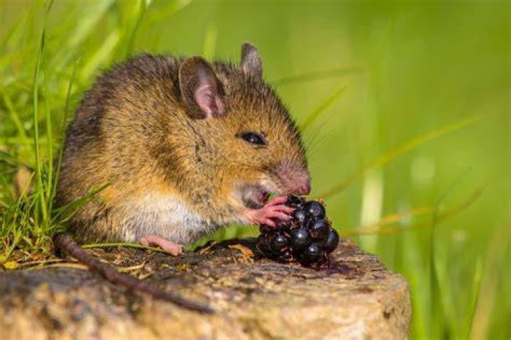 Can mice eat dandelion flowers?