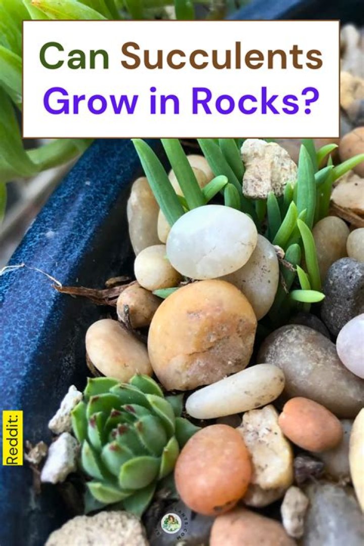 Can succulents grow in rocks?