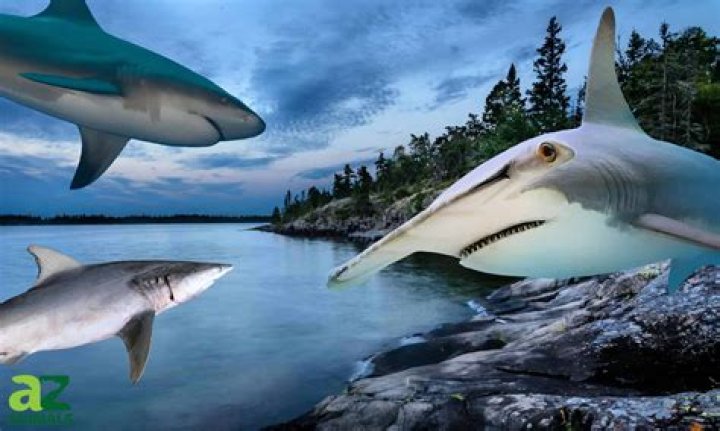 Can Tiger sharks live in lakes?