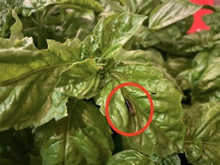 Can worms eat basil?