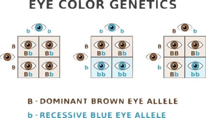 Can you be dominant in both eyes?