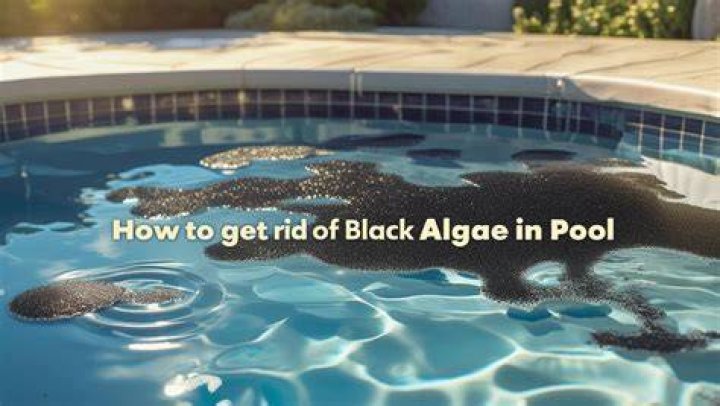 Can you get rid of black algae in a pool?