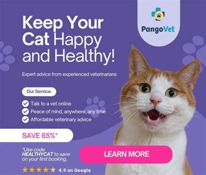 Can you give your cat too much attention?