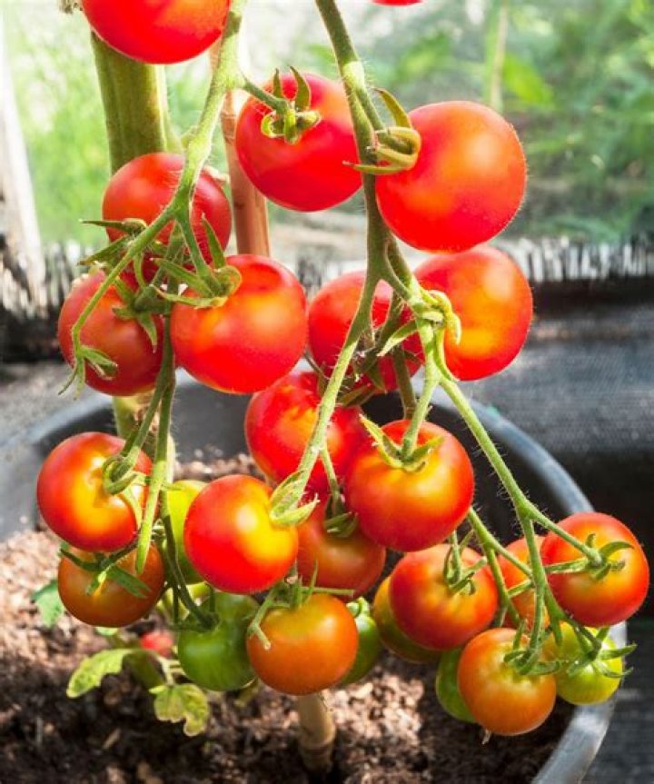 Can you grow tomatoes indoors all year-round?