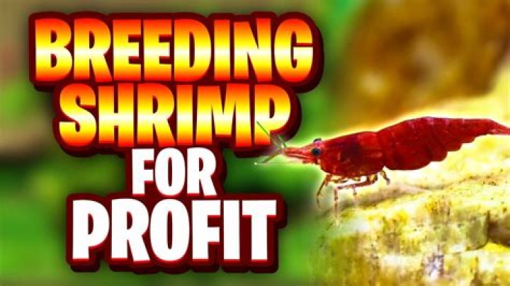 Can you make money breeding shrimp?