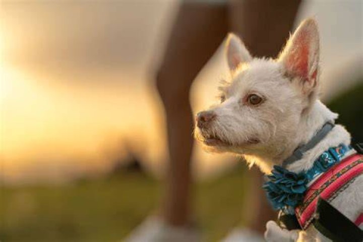 Can you sue someone for hitting your dog with their car?