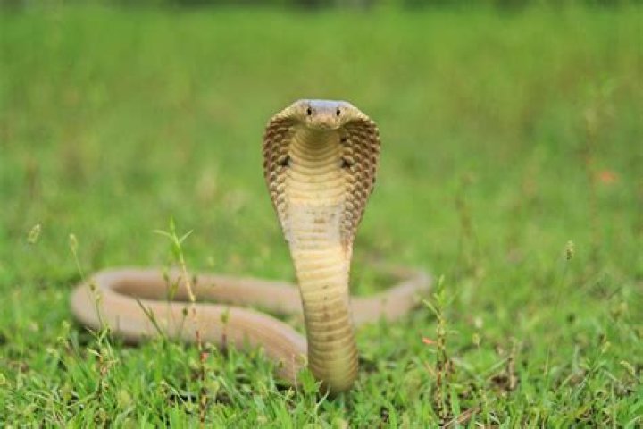 Do any pros use cobra?