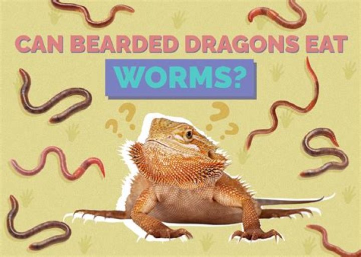 Do bearded dragons need worms?