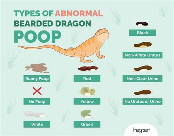 Do bearded dragons poop everyday?