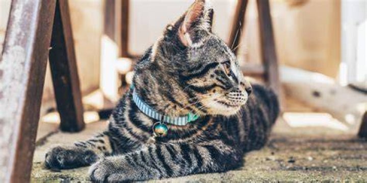 Do bells on collars damage cats hearing?