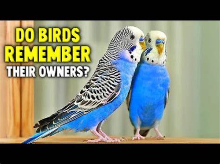 Do birds miss their owners?