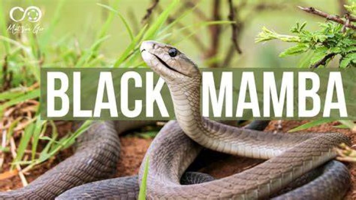 Do Black Mambas make good pets?