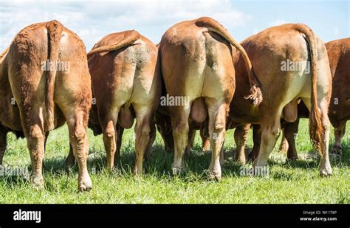 Do bulls have balls?