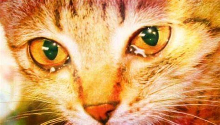 Do cats cry when they miss their owner?