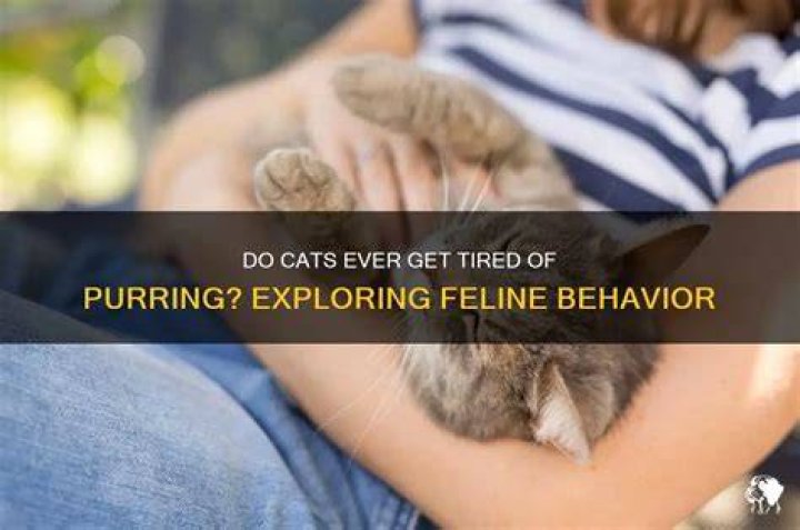Do cats get tired of purring?