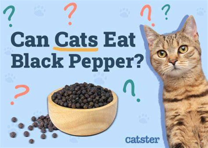 Do cats hate black pepper?