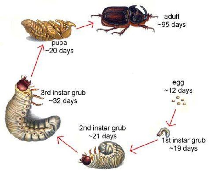 Do centipedes turn into butterflies?