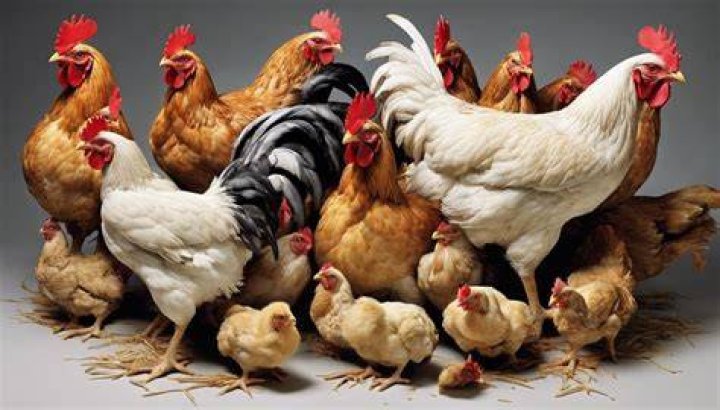 Do chickens mourn other chickens?