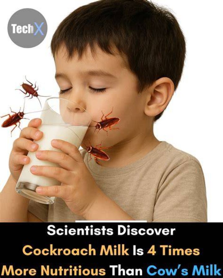 Do cockroaches drink milk?