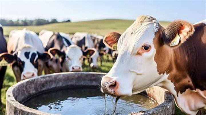 Do cows drink alcohol?