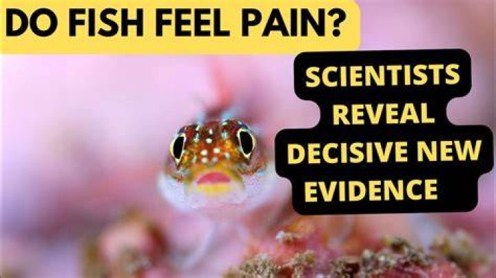 Do crawfish feel pain?