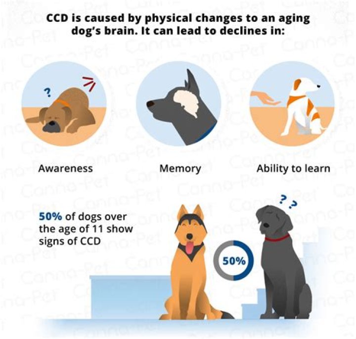 Do dogs get dementia?