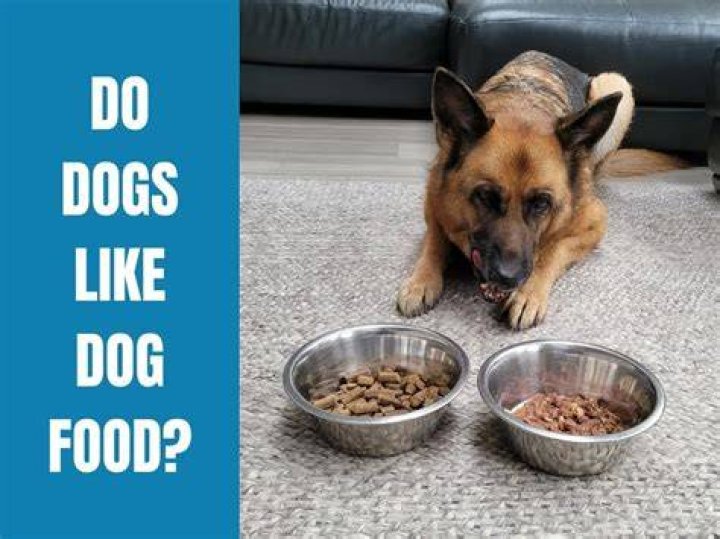 Do dogs like KFC?
