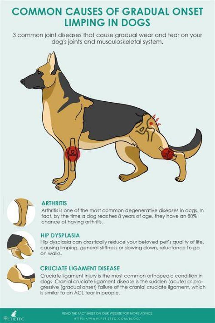 Do dogs limp with arthritis?