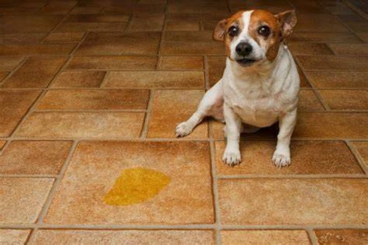 Do dogs pee inside out of spite?