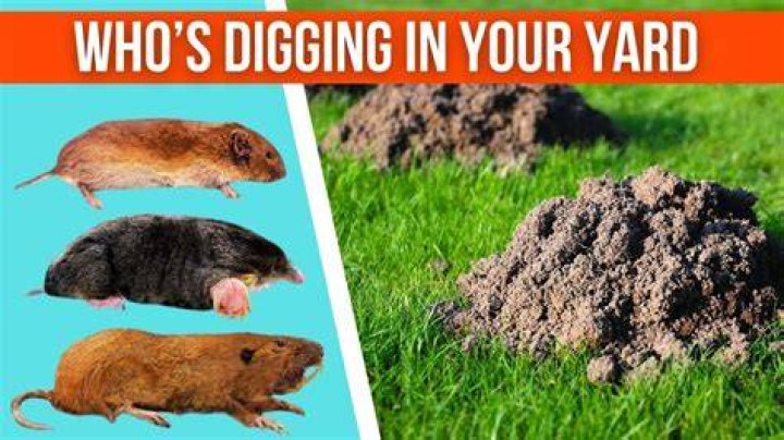 Do gophers chew through landscape fabric?