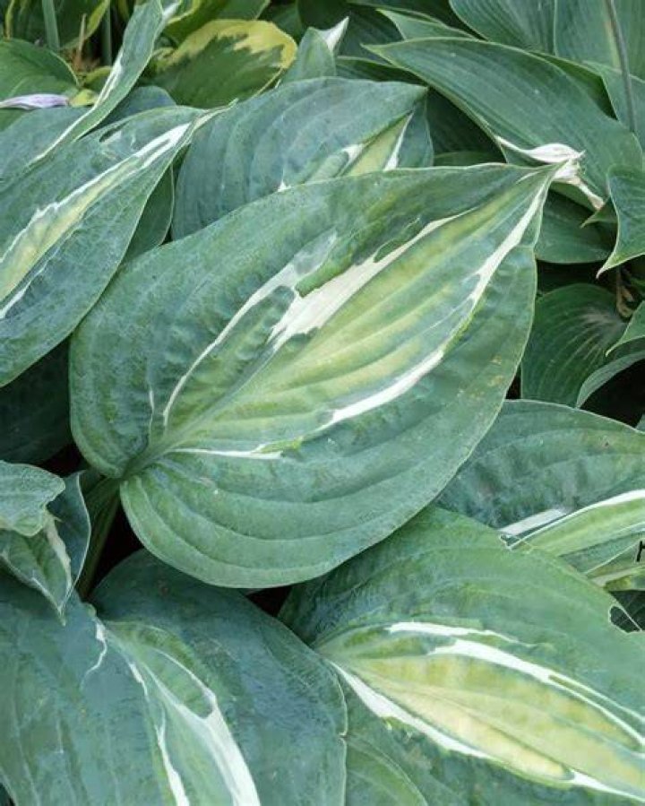 Do hostas like Miracle Grow?