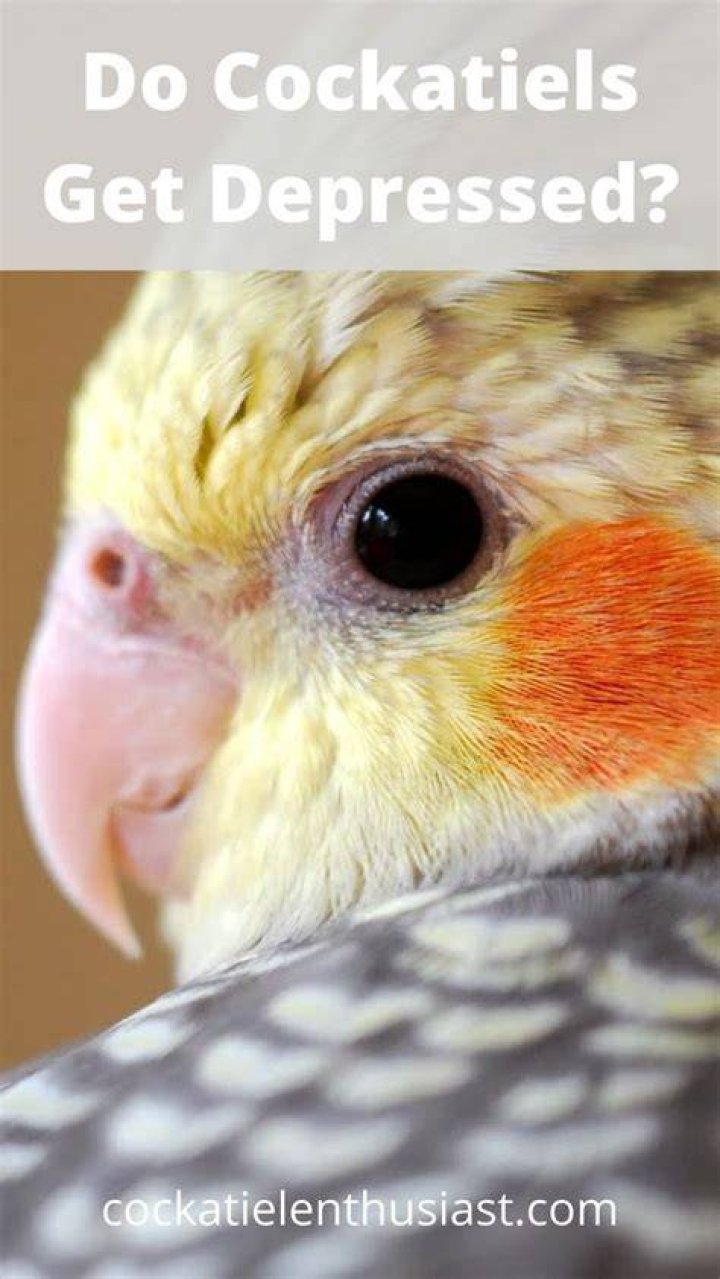 Do I cover my cockatiel at night?
