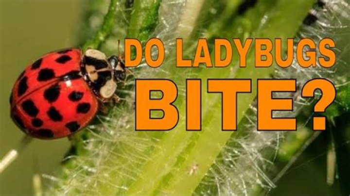 Do lady birds bite?
